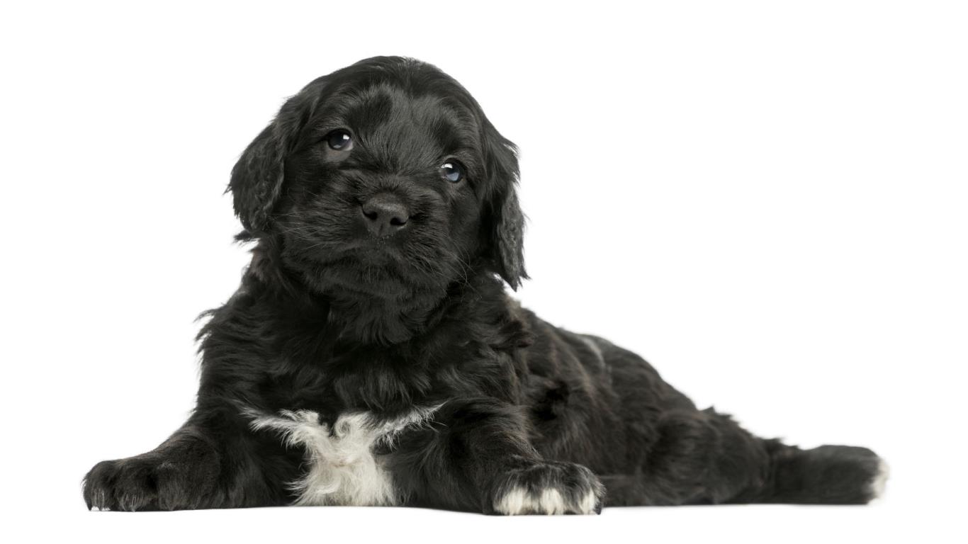Portuguese Water Dog: Up to $5,000 (£3.8k)